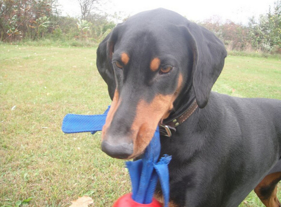 犬类品种大全杜宾犬,犬种百科之安纳托利亚牧羊犬