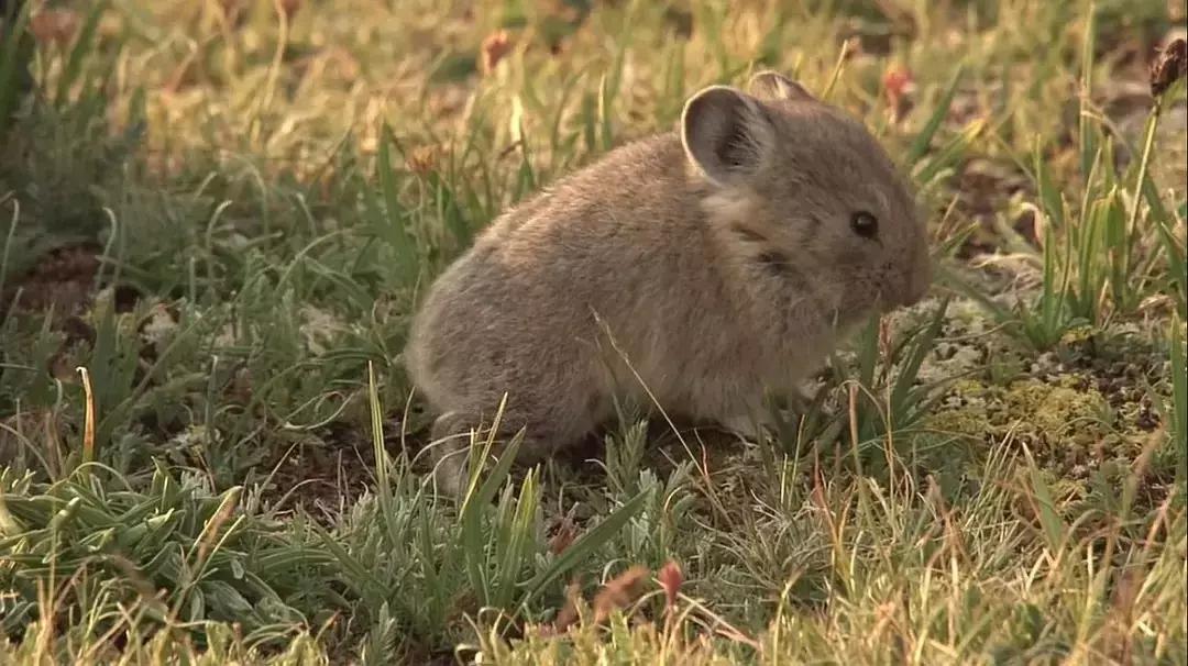 必看bbc10部地理纪录片,bbc十部顶级纪录片