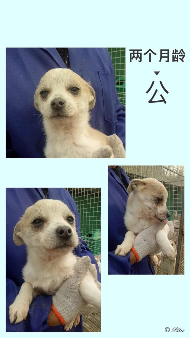 家有一群小精灵,有一群小精灵