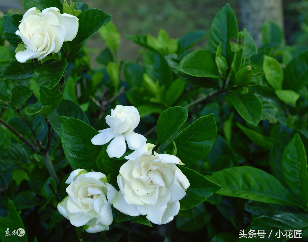 新买栀子花，黄叶、落叶的几种原因，及解决办法