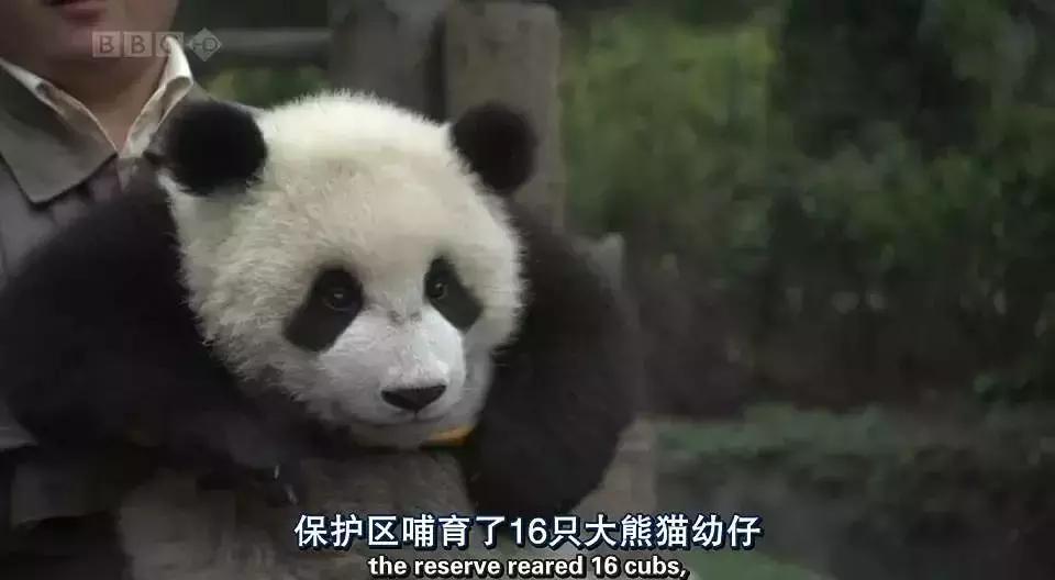 必看bbc10部地理纪录片,bbc十部顶级纪录片