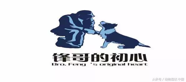 锋哥狗狗,狗狗毛发干枯无光泽吃什么