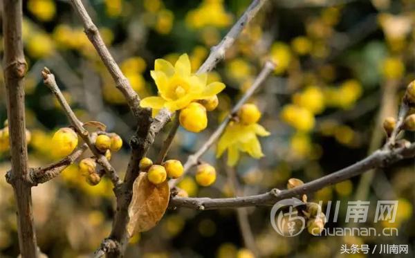 泸州看腊梅,又是一年赏梅季泸州梅花哪里赏