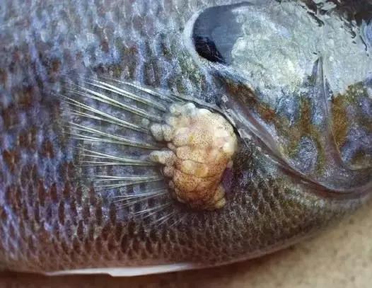 新西兰总理宣布怀孕，这些食物容易导致胎儿畸形，千万别吃哦！