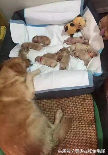 狗分娩时关注事项,狗妈妈分娩之后吃什么