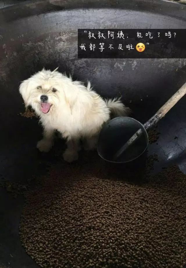 家有一群小精灵,有一群小精灵