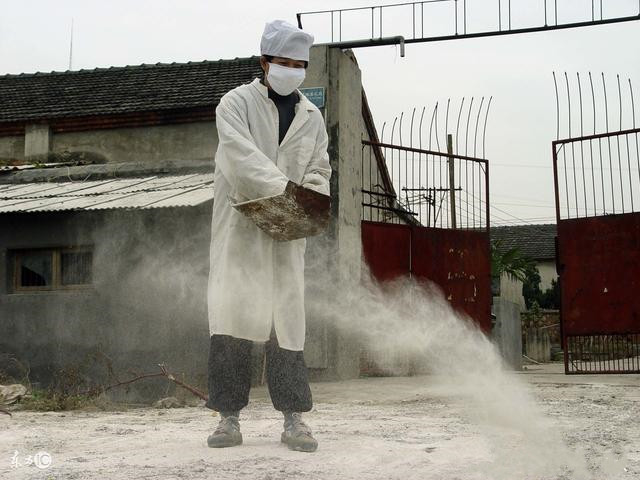 养鸡巧用生石灰解决鸡场大问题,生石灰鸡场消毒的技术要点