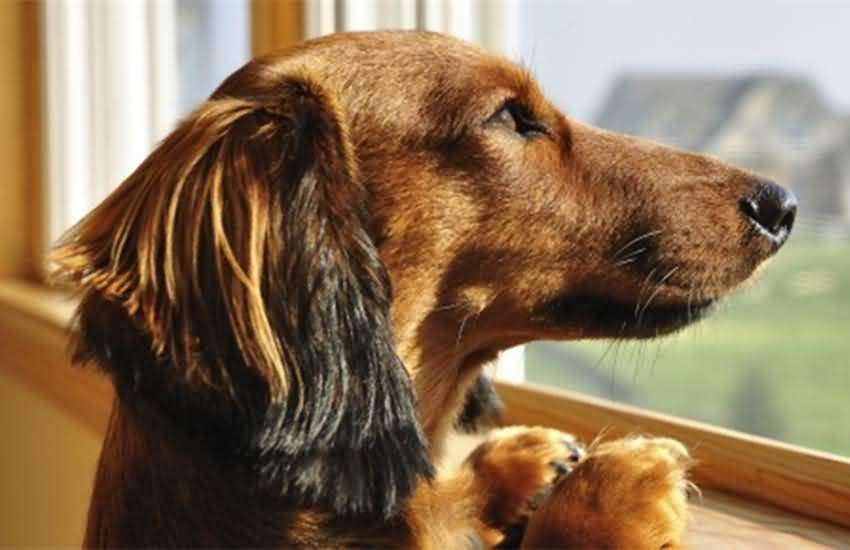 狗狗一离开人就叫,离开狗狗视线就叫