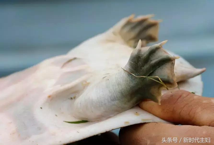 广东罗定“竹之森”携手䓣塘镇生态甲鱼，推动互联网+精准扶贫