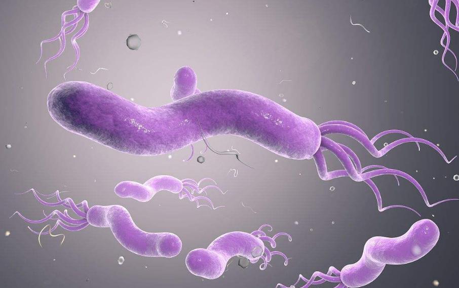 胃不舒服一定要杀幽门螺杆菌吗,胃部幽门螺旋杆菌可以治愈吗