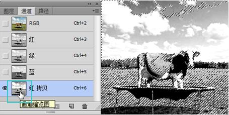 ps怎么用奶牛的斑点,ps如何调整牛肉颜色