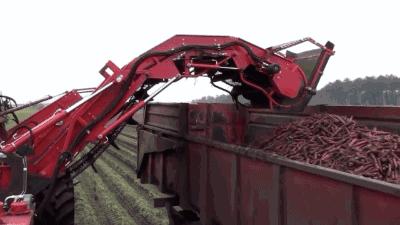 胡萝卜不能榨汁吗,胡萝卜不能放醋吗