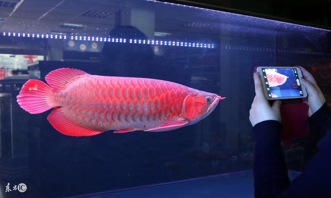 龙鱼单侧掉眼解决方法,龙鱼掉眼自己能恢复吗