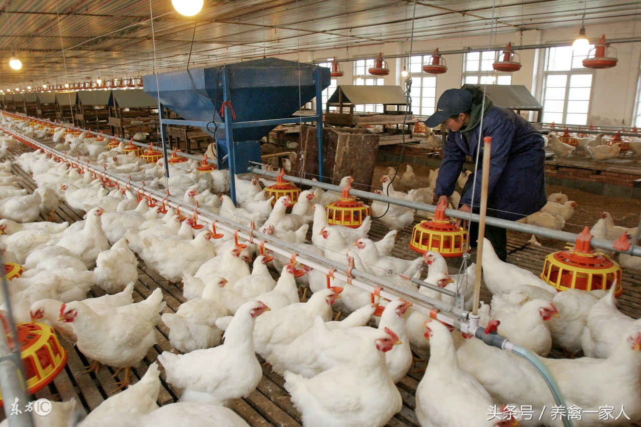 养鸡最佳防疫程序,养殖肉鸡用什么药能使鸡少生病