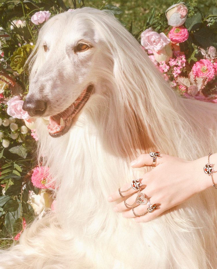 古驰小狗短袖,古驰小狗