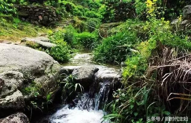 广东罗定“竹之森”携手䓣塘镇生态甲鱼，推动互联网+精准扶贫