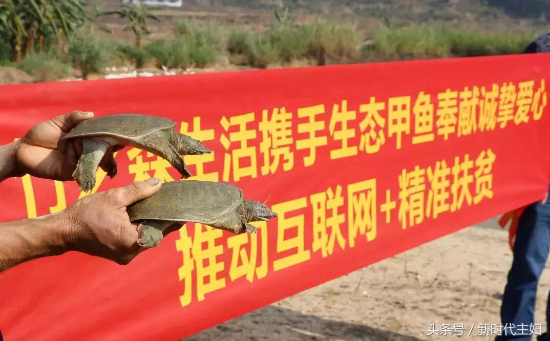 广东罗定“竹之森”携手䓣塘镇生态甲鱼，推动互联网+精准扶贫