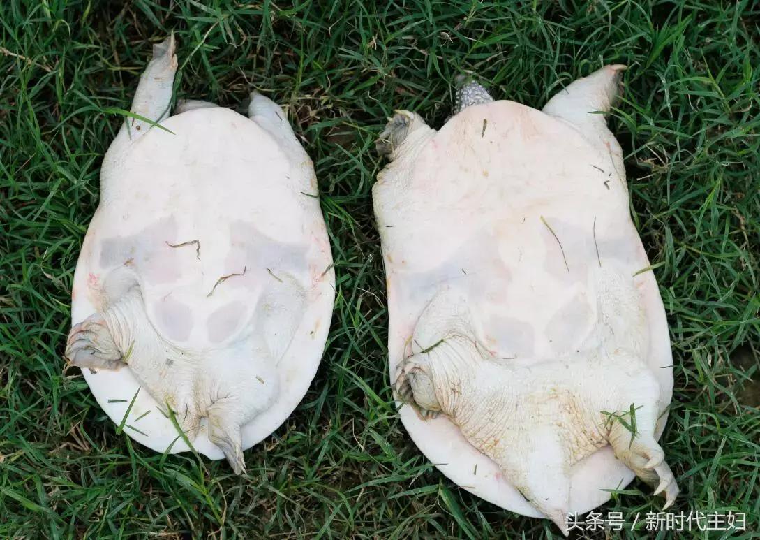 广东罗定“竹之森”携手䓣塘镇生态甲鱼，推动互联网+精准扶贫