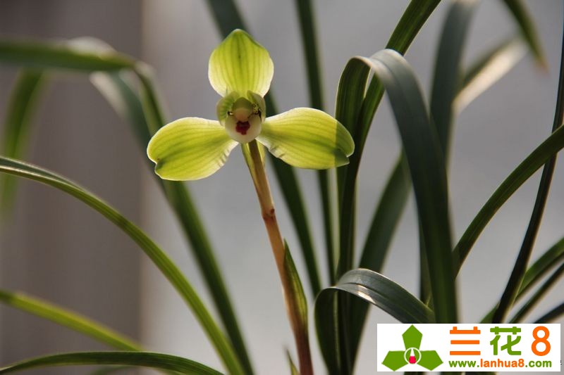兰花淋雨有讲究吗,春季让兰花淋雨