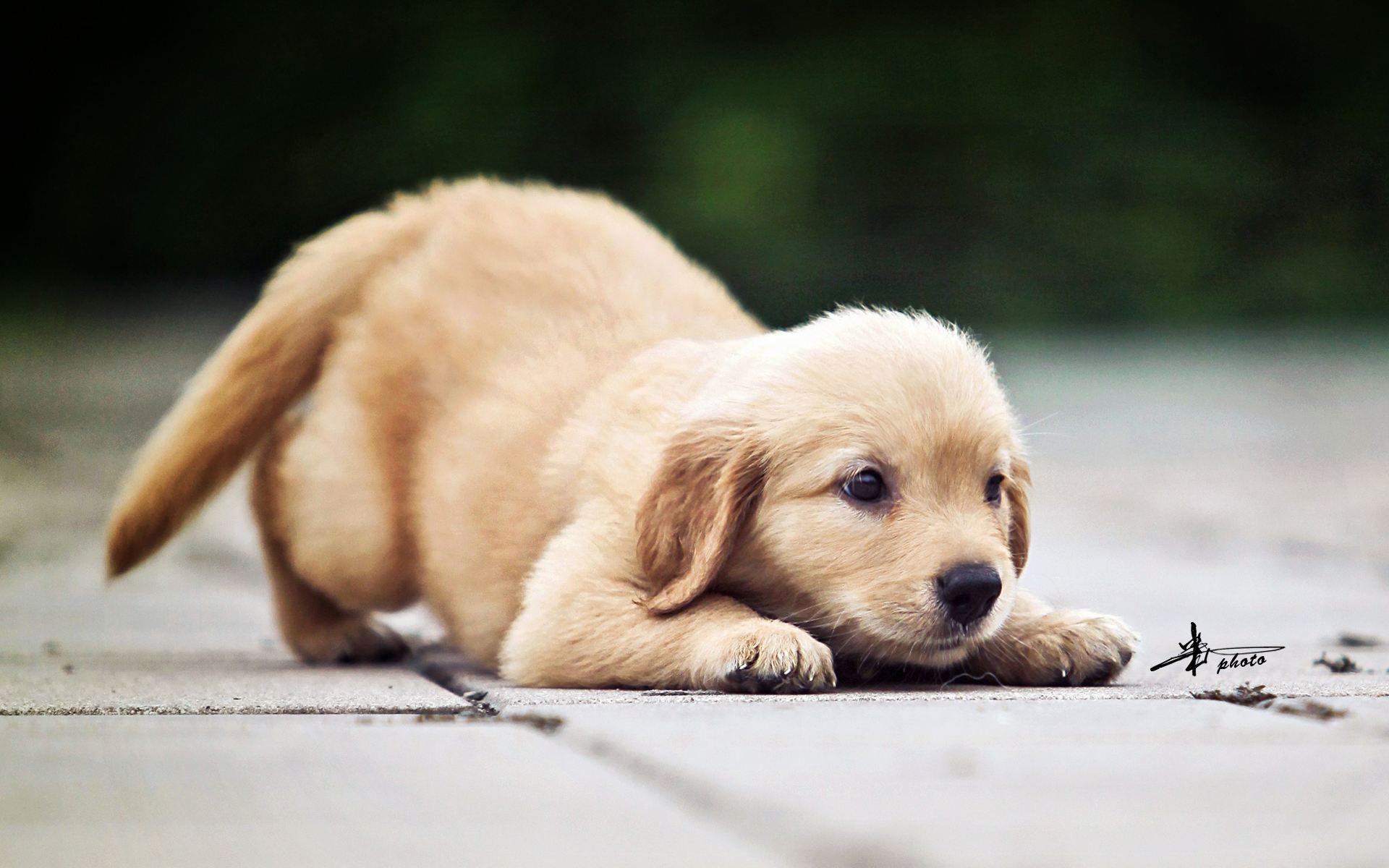 成都在哪里办犬证,成都电子犬证怎么办理