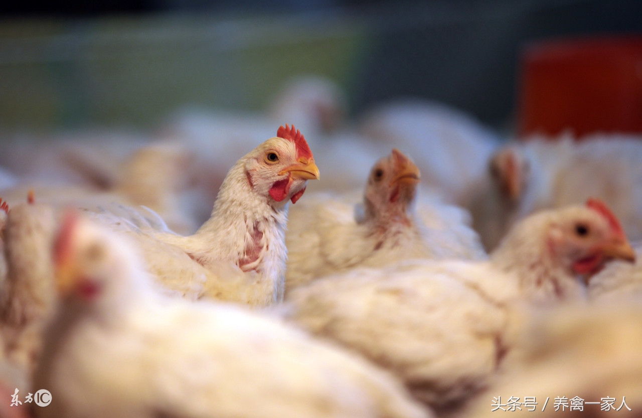 养鸡最佳防疫程序,养殖肉鸡用什么药能使鸡少生病