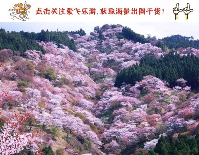 去日本看樱花攻略,去日本看樱花的攻略