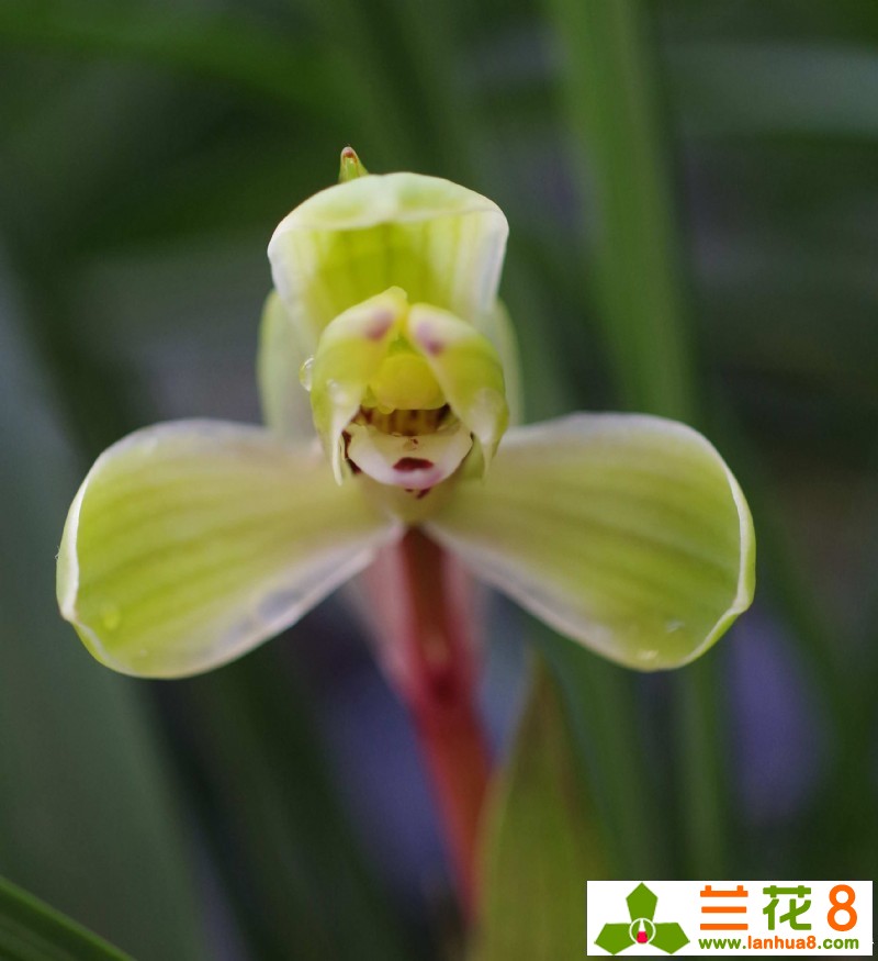 兰花淋雨有讲究吗,春季让兰花淋雨