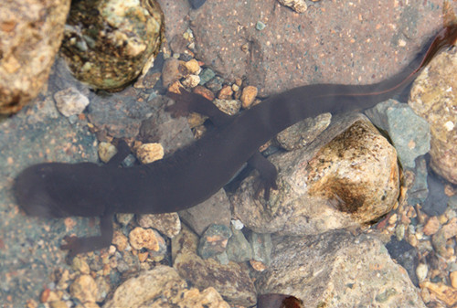 一两多重的娃娃鱼苗多少钱一条,娃娃鱼苗多少钱一条