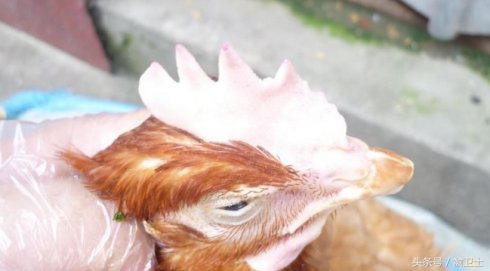 鸡肿头肿脸的原因及治疗方法,鸡肿头肿脸肿是怎么回事