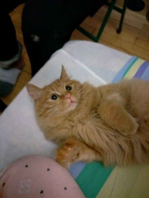 救助流浪猫导致感染猫瘟,救助猫瘟的猫咪