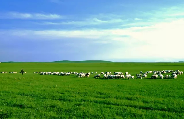 法师叶子上的小白虫怎么治,法师叶子上有黑色小虫