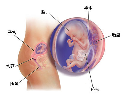 孕期胎儿发育图片1到10个月,孕期胎儿发育标准对照表图