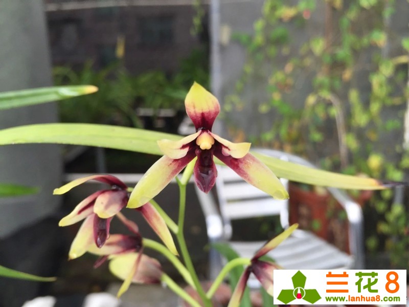 兰花淋雨有讲究吗,春季让兰花淋雨