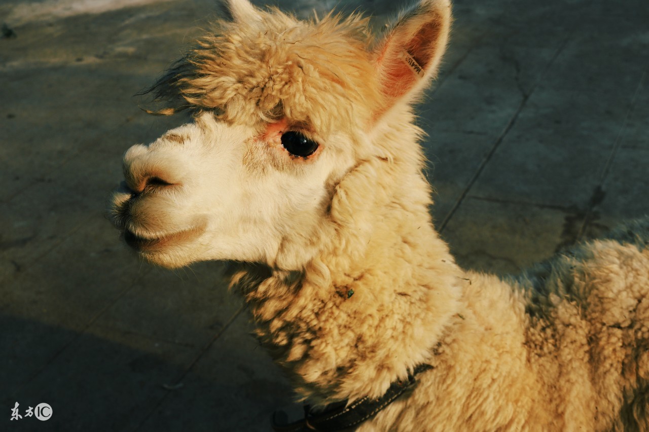 今天，我们来说一说，那些年的那些，“混血”动物