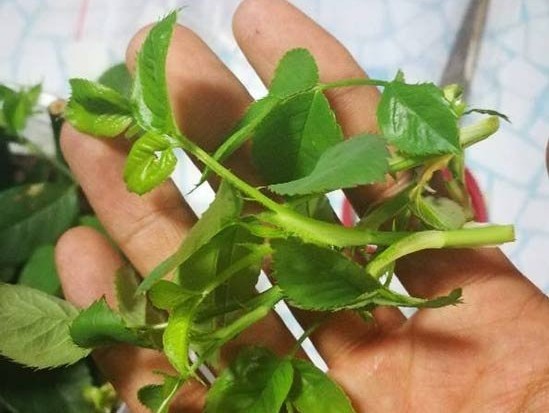 月季扦插时遇到假活怎么处理,月季扦插假活