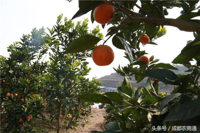 苦守荒山数十载，宝剑锋从磨砺出！