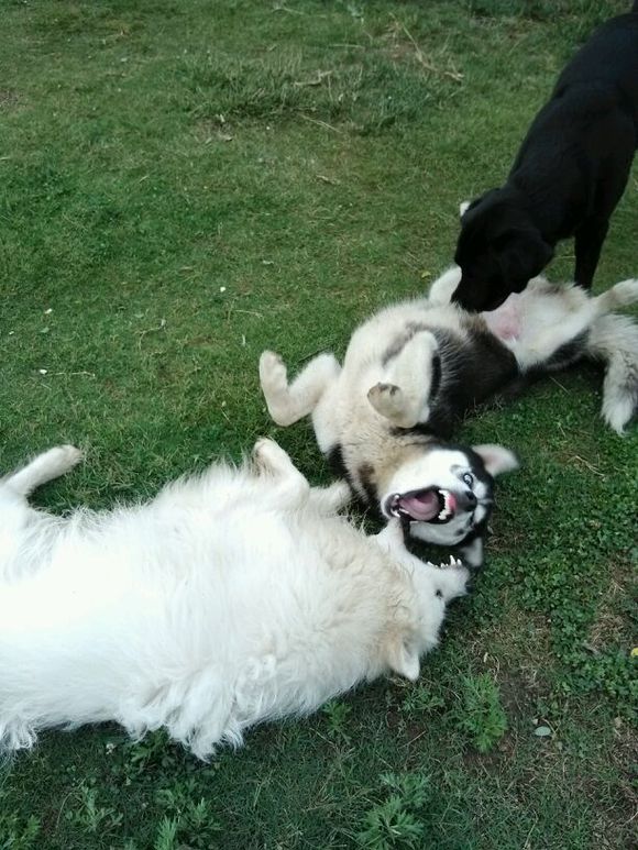 一起长大的猫咪和狗狗,和萨摩耶一起养大的哈士奇