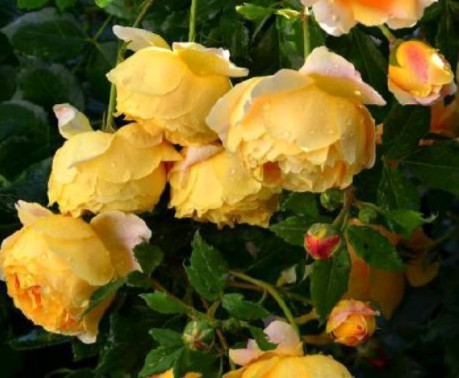 月季扦插时遇到假活怎么处理,月季扦插假活