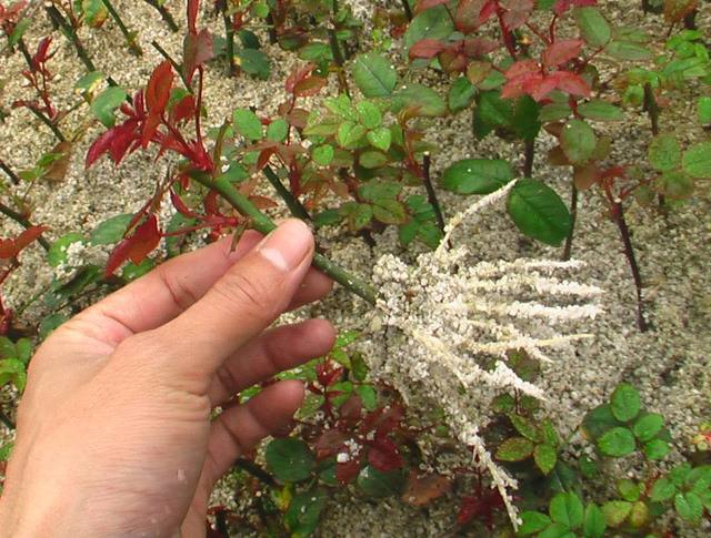 月季扦插时遇到假活怎么处理,月季扦插假活