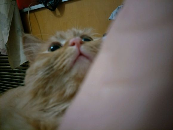 救助流浪猫导致感染猫瘟,救助猫瘟的猫咪