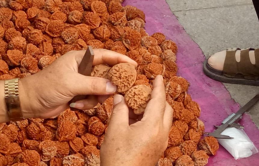 金丝砗磲为什么是佛教七宝之一,文玩的价值