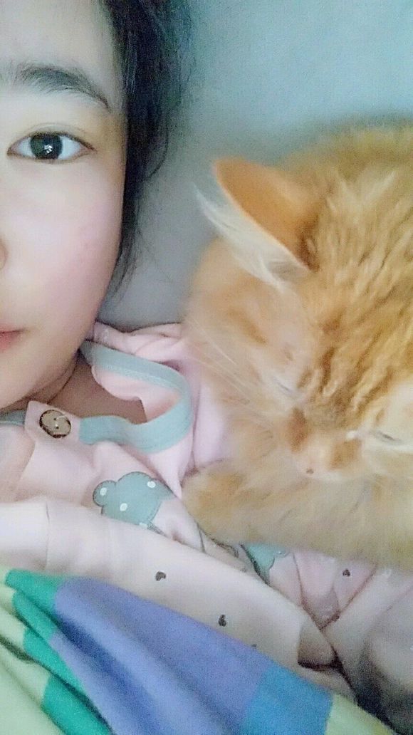 救助流浪猫导致感染猫瘟,救助猫瘟的猫咪