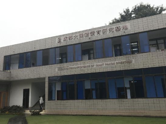 成都大熊猫基地近期新闻,成都大熊猫基地实时报道