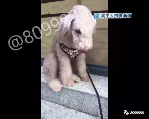 捡到狗不承认不归还犯法吗,捡到名贵犬只抱回家违法吗