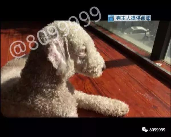 捡到狗不承认不归还犯法吗,捡到名贵犬只抱回家违法吗