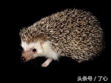 刺猬的医用知识,关于刺猬的科普知识
