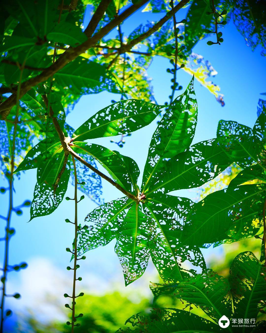 我错过的这座花园岛屿，却是美国人的最爱，连扎克伯格也飞来买地