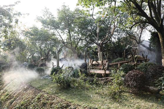 成都大熊猫基地近期新闻,成都大熊猫基地实时报道