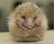 刺猬的医用知识,关于刺猬的科普知识