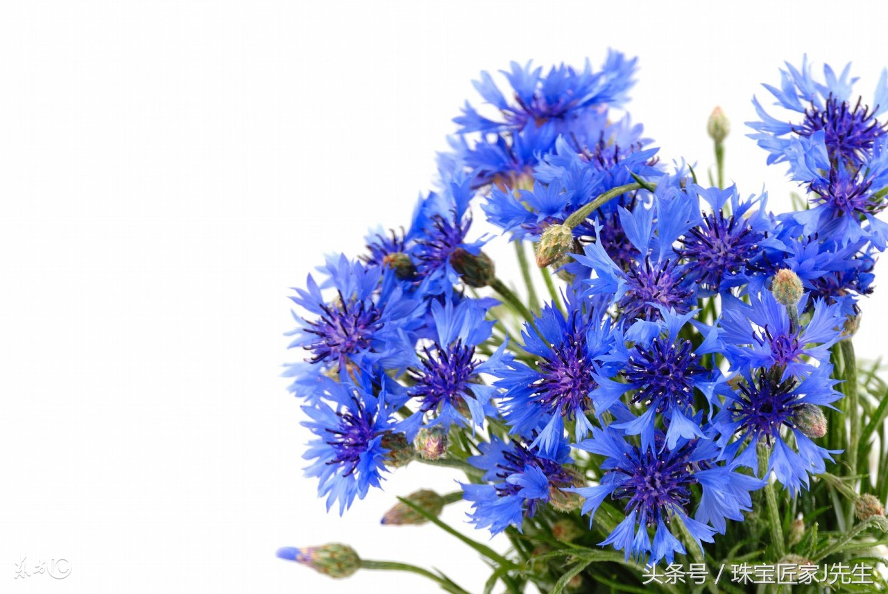 皇家蓝宝石和矢车菊蓝宝石的区别,皇家蓝与矢车菊的区别